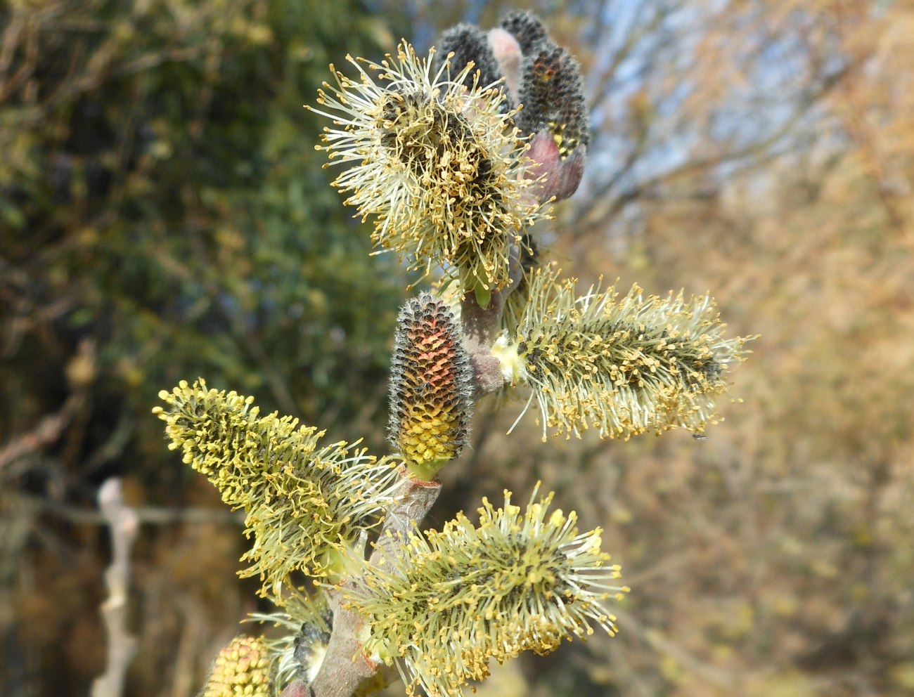 Salix atrocinerea / Salice di Gallura